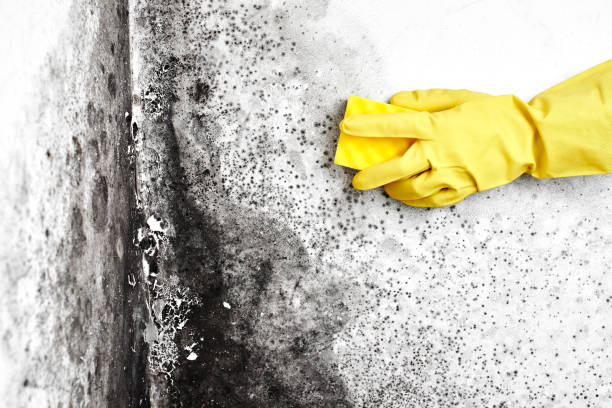 Best Fast Mold Removal  in Yale, MI
