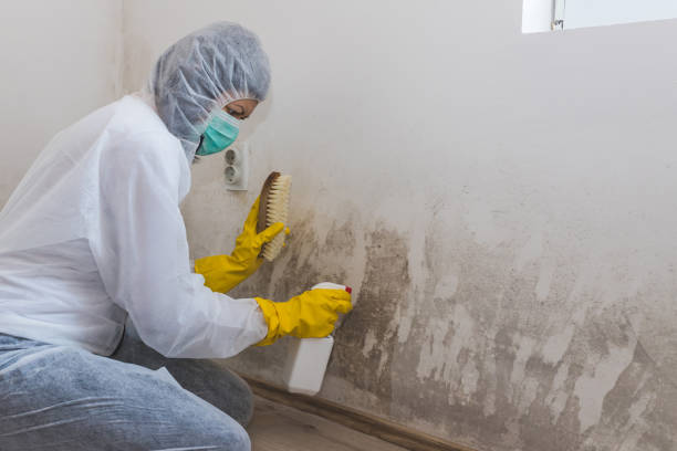 Best Professional Mold Removal  in Yale, MI