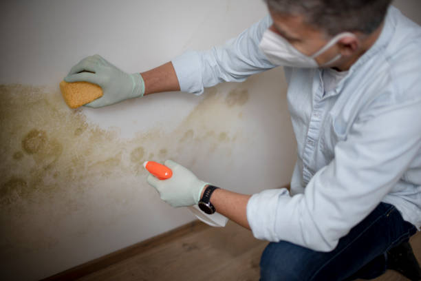 Best Commercial Mold Removal  in Yale, MI