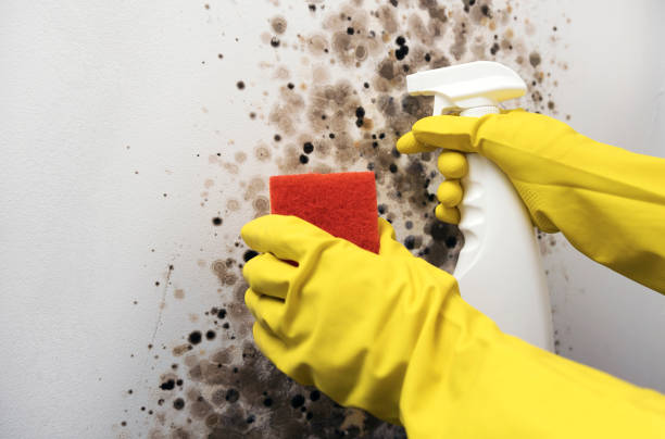 Trusted Yale, MI Mold Removal Experts