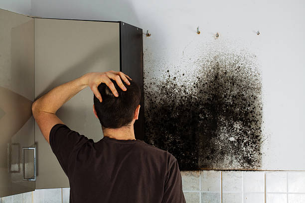 Best Office Mold Removal Services  in Yale, MI