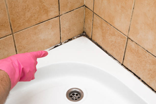 Best Mold Cleaning Services  in Yale, MI